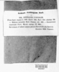 Cerrena unicolor image